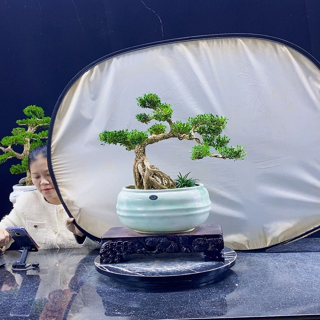 无花朵黄杨盆景造型
