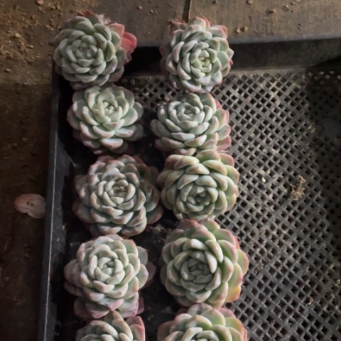 冰玉大单头老桩10颗8-10厘米