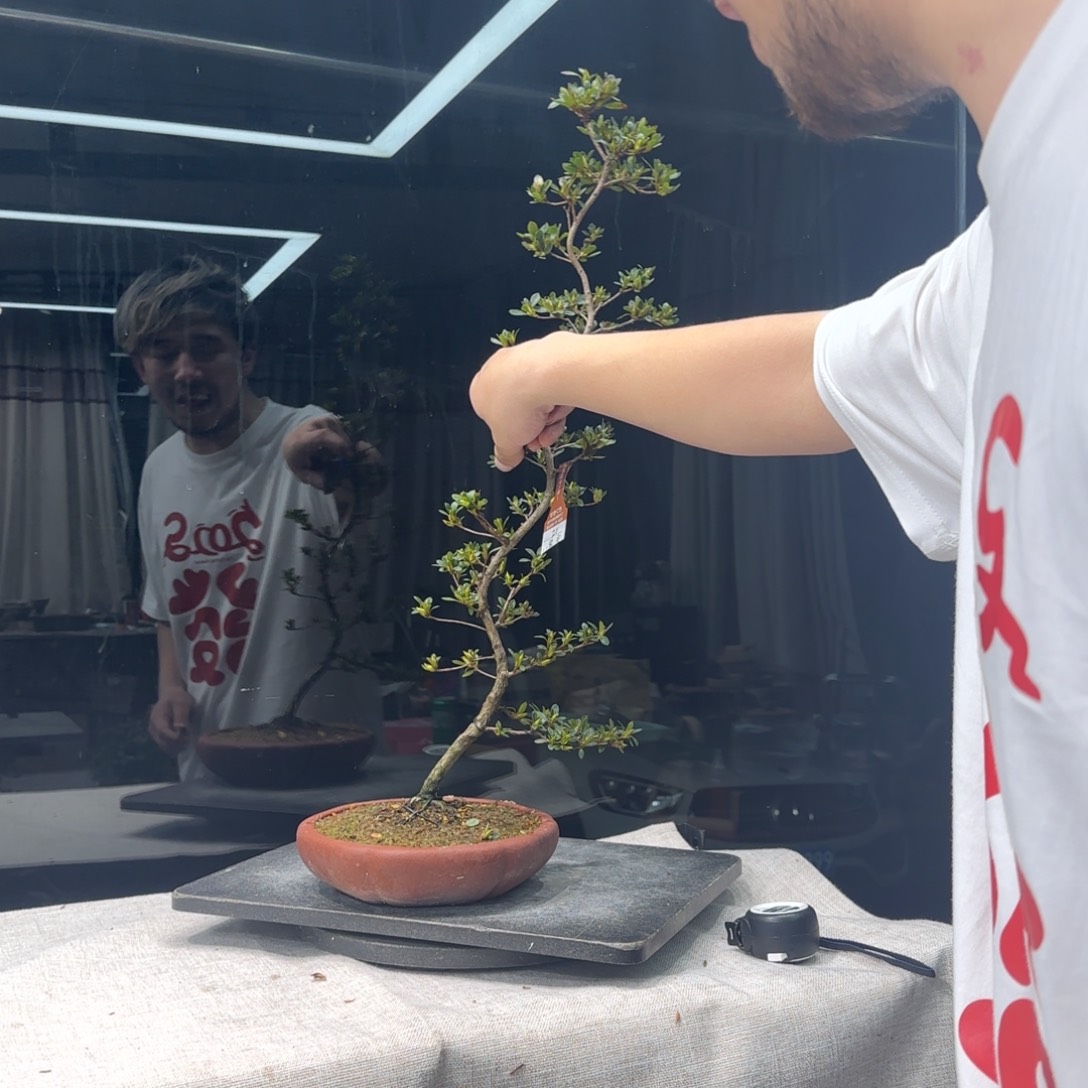 新****园花卉苗木花卉苗木6410