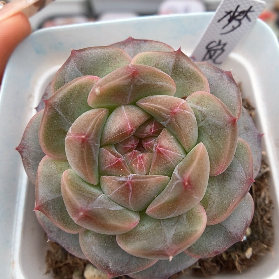 梦岚可拍新品。