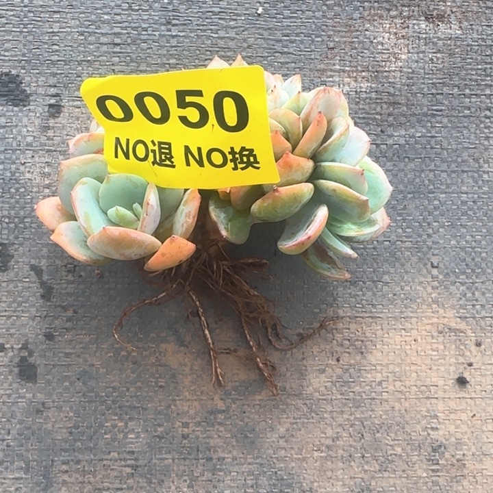 50号血凤缀化小树