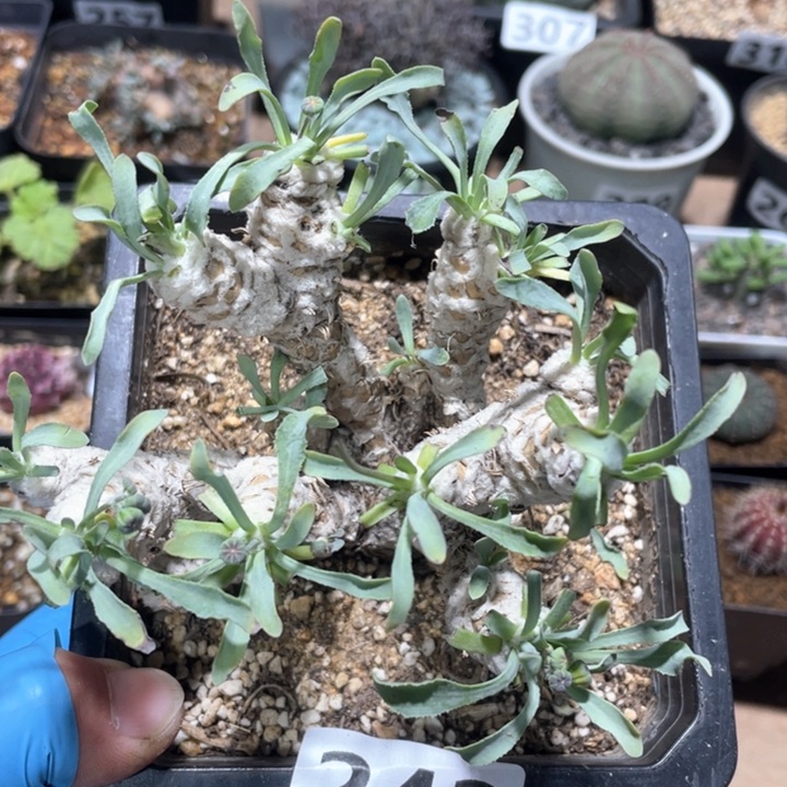 242超大刨花角厚墩菊母本