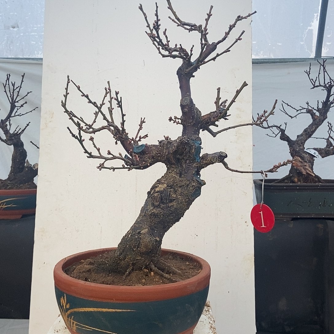 全部花苞20年野梅嫁接玉蝶