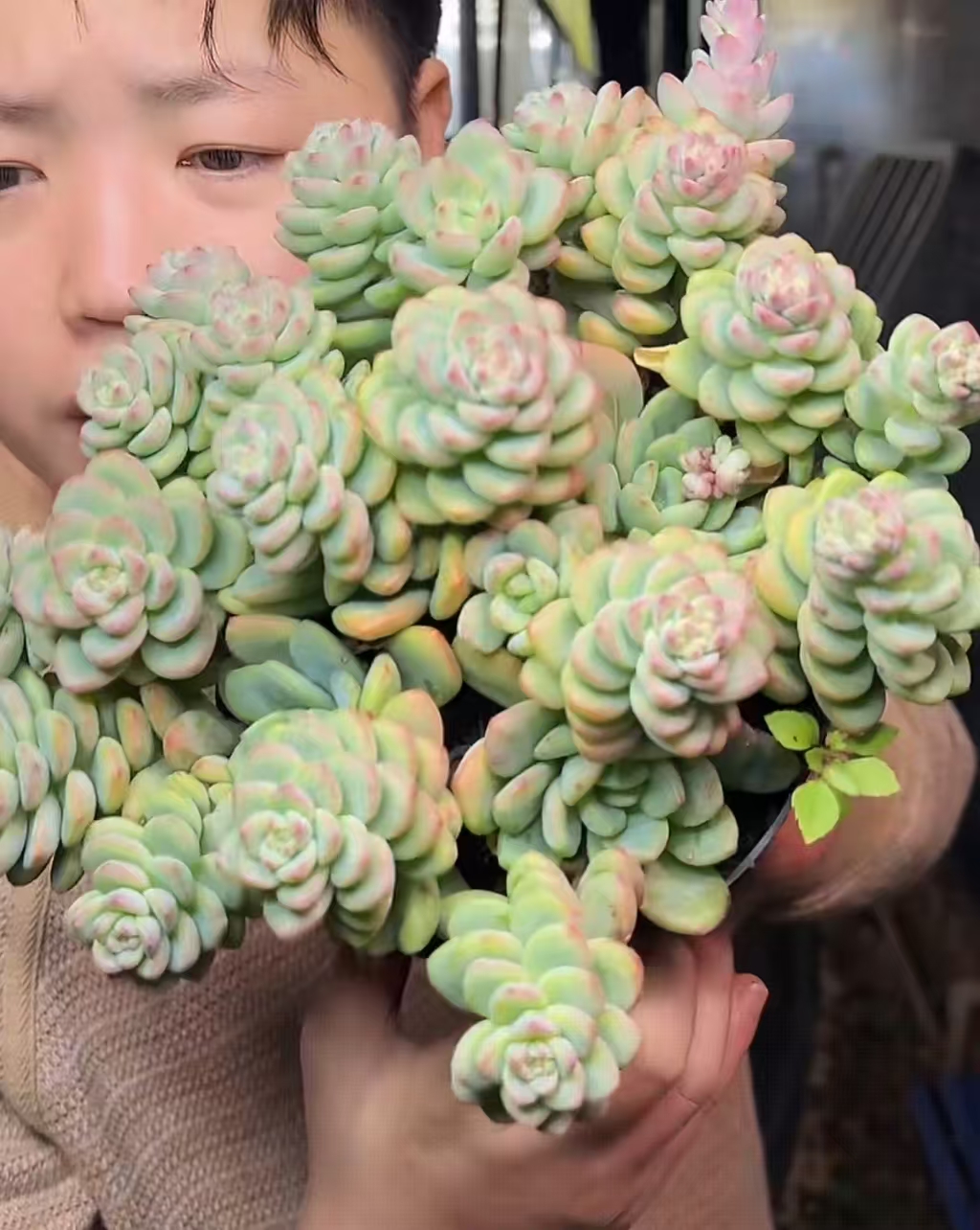 胖体傲霜群18CM【满9.9包邮】