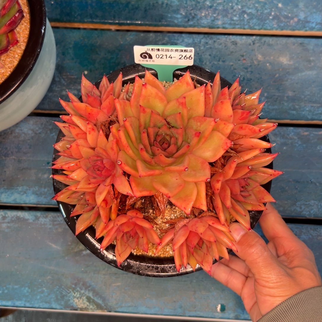 多肉一物一拍0214-266