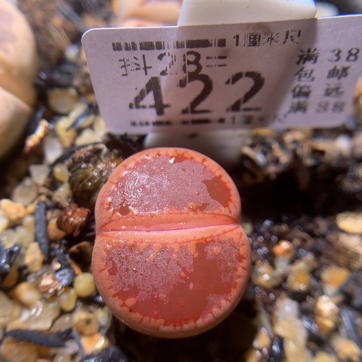 精品生石花28.422