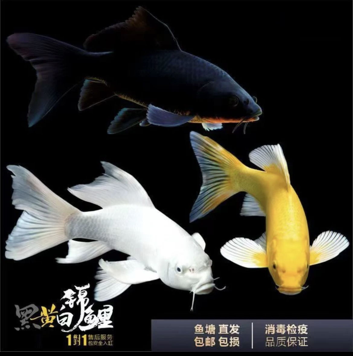 401-500号普身蝴蝶鲤各色锦鲤