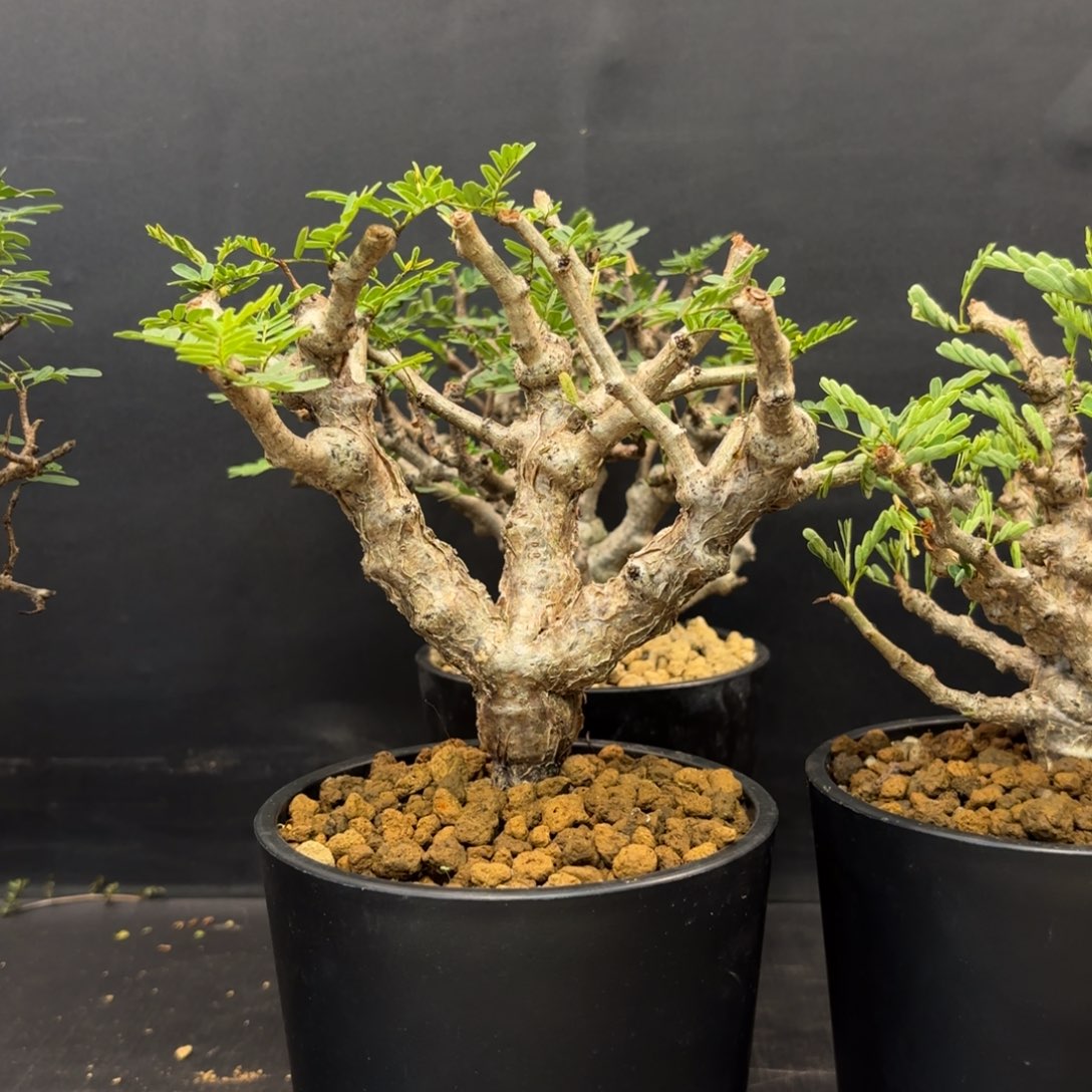 沙漠苏木带盆发货