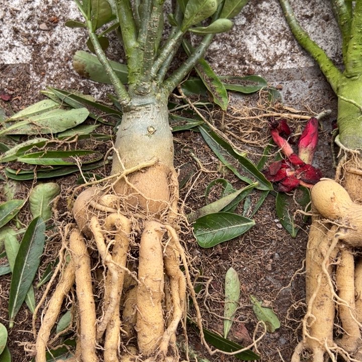 当前无花栽培后可以开花沙漠玫瑰裸根微瑕一物一拍