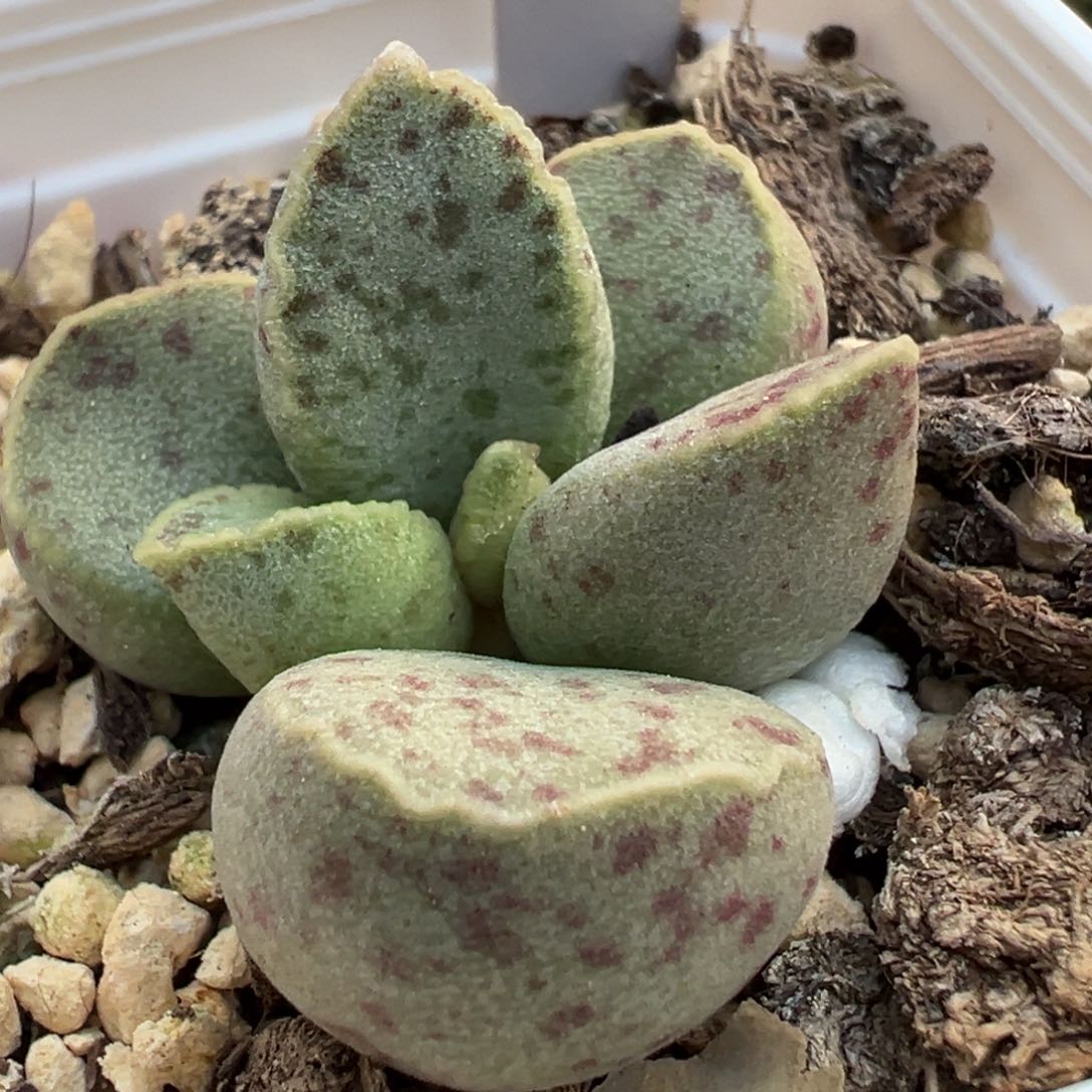 绿色系斑点款多肉植物水泡实生新品