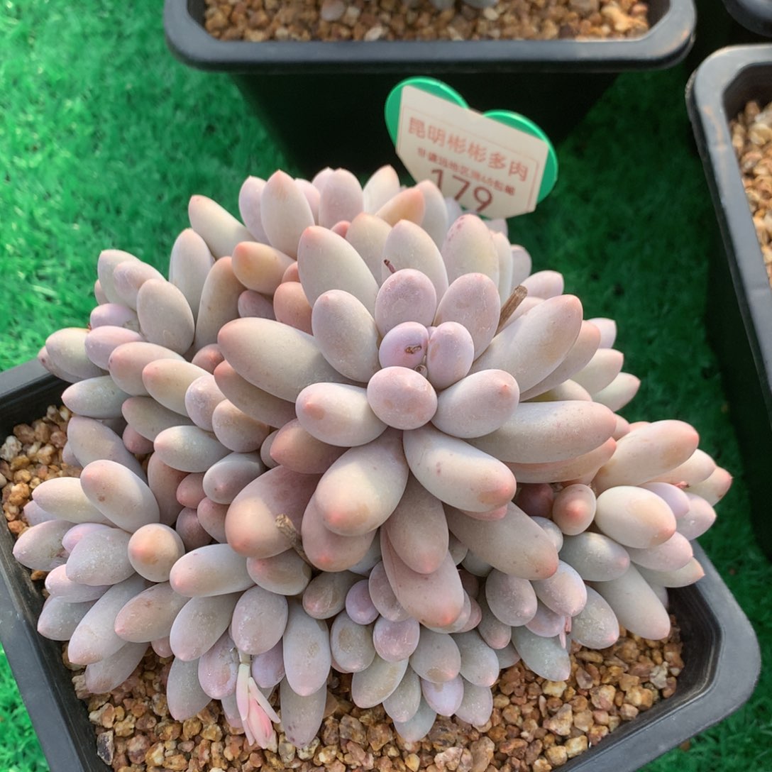 大叶汤圆老桩捧花179