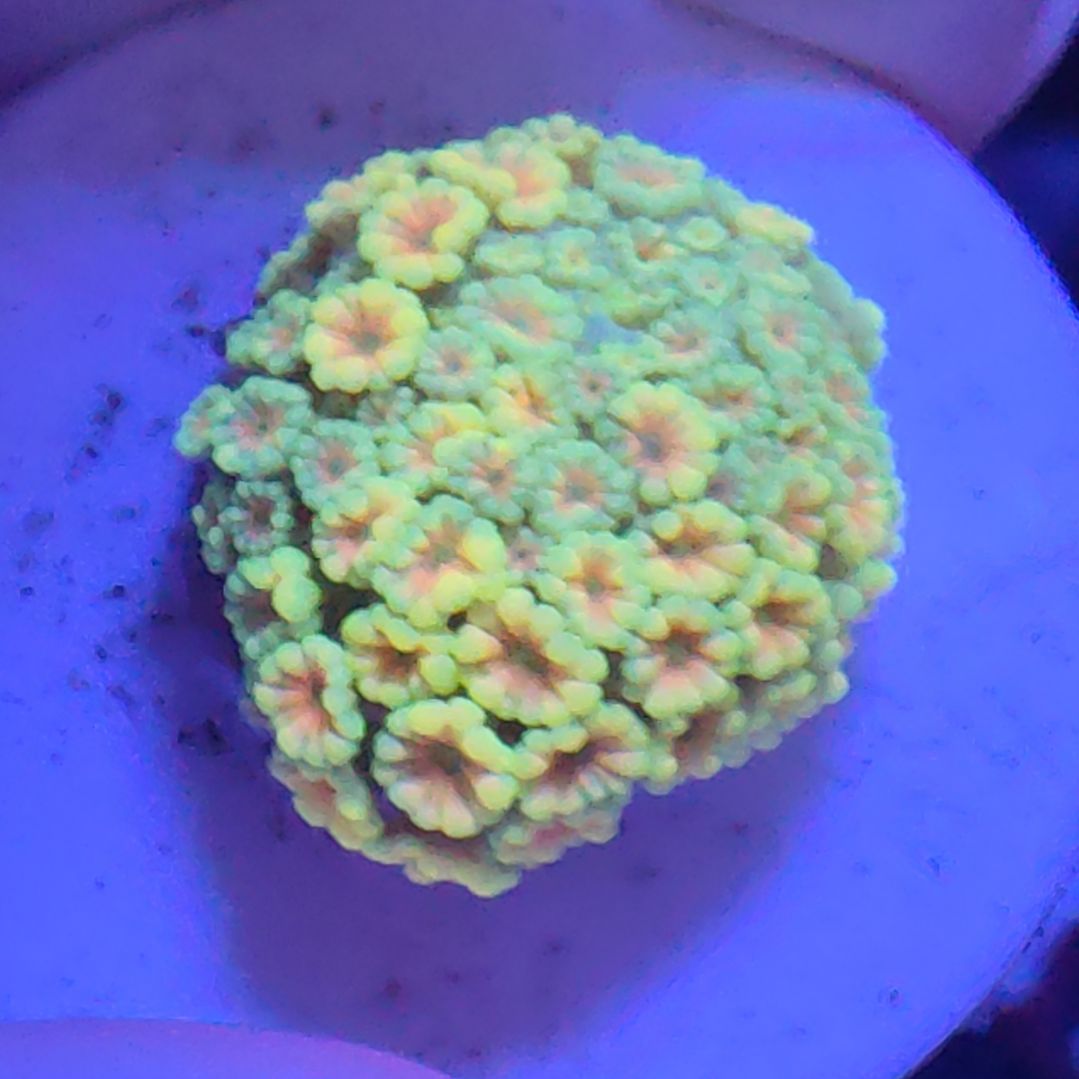 智海珊瑚 不支持退货不包邮接受再下单