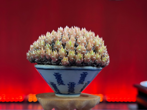 高级别爆盆瓦松盆景