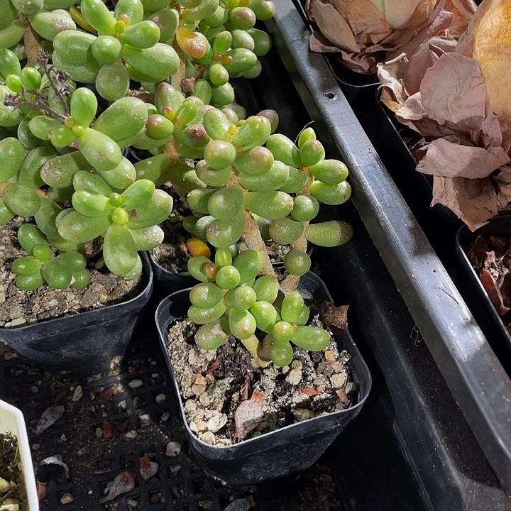 绿龟卵带盆土发货