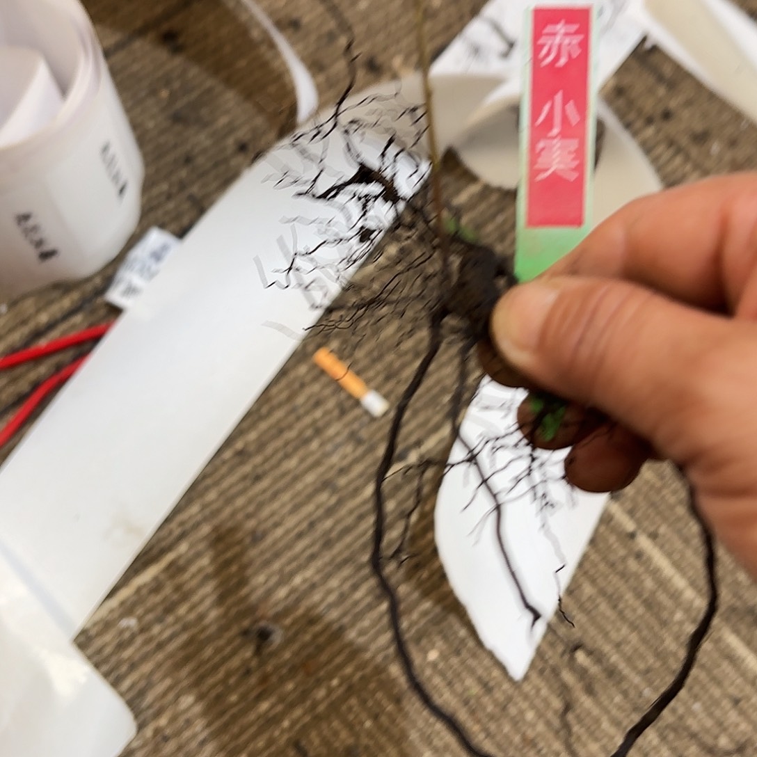 宁***鹤赤小实哈哈哈哈哈哈哈哈