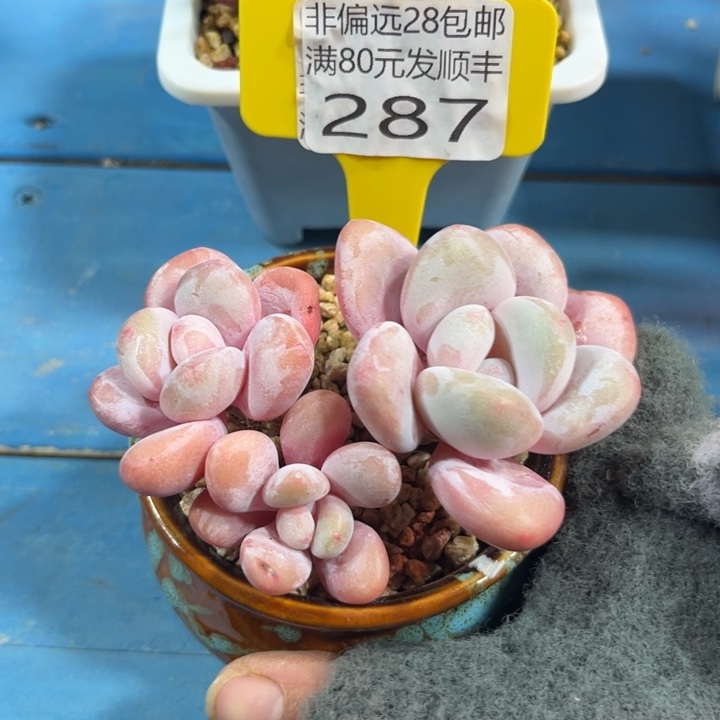 大287；gdgcgghbbfg