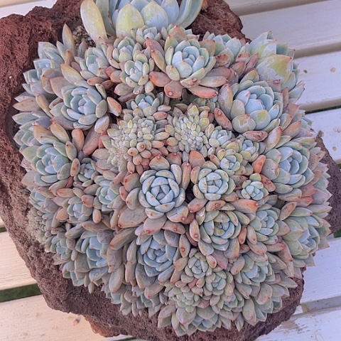 一物一拍星影缀化