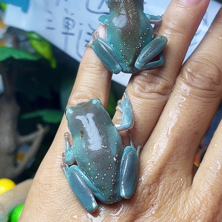 老爷树蛙02 两只嘎嘎蓝近素皮 买一送一