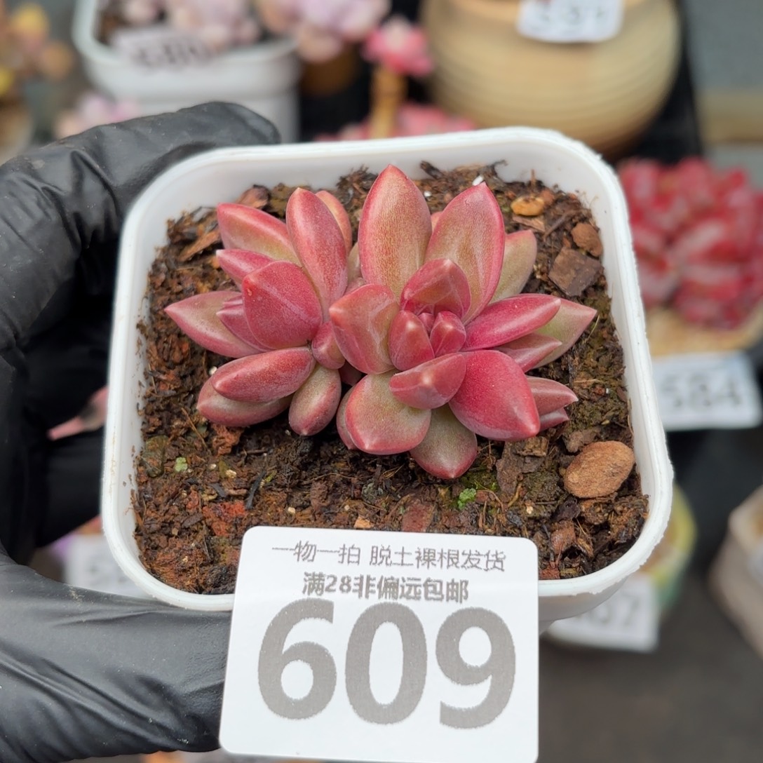 小迷雾无盆土发货