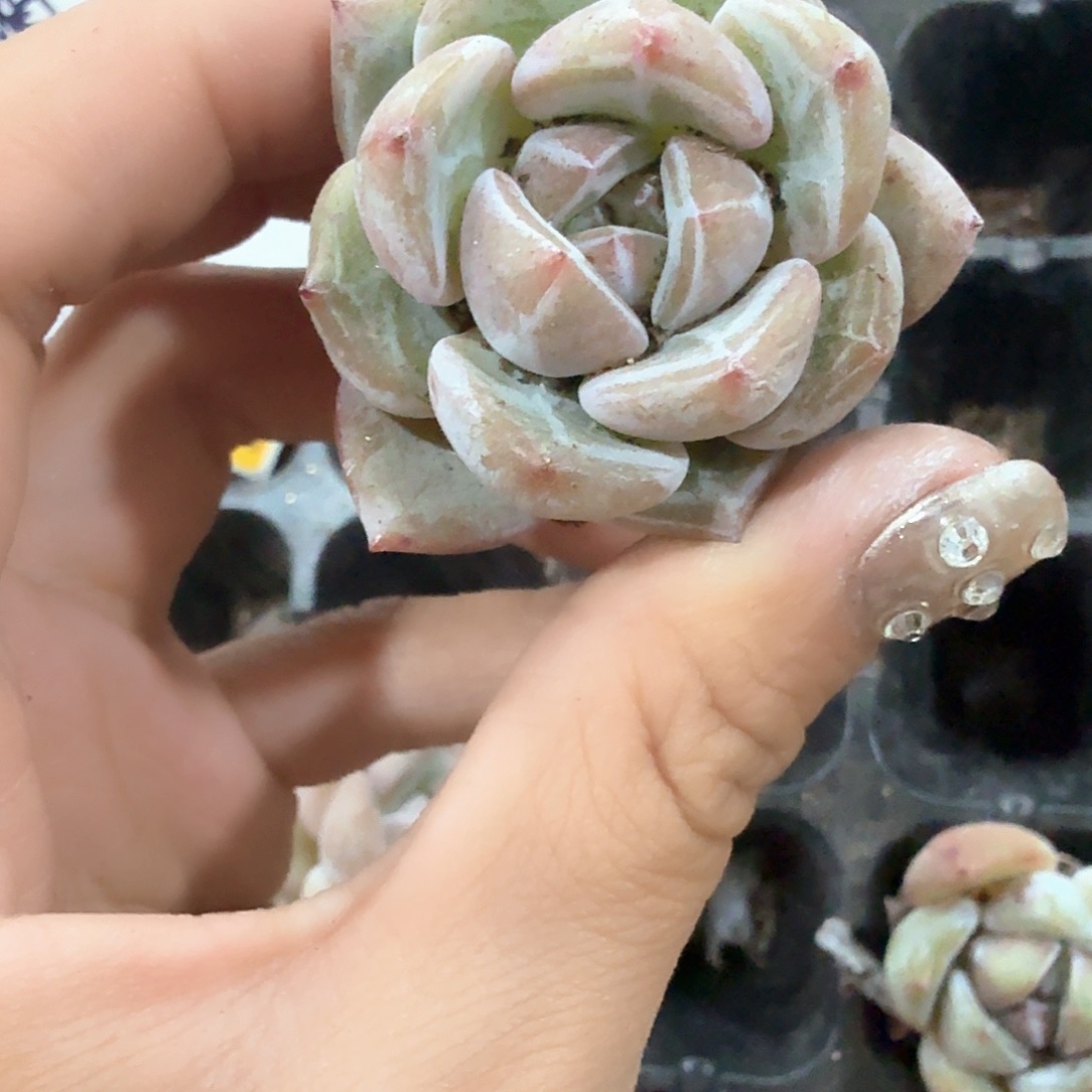 砂糖穴苗3颗一组