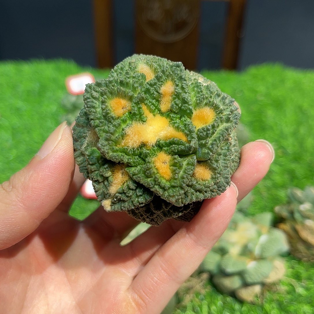 11号自根龟甲哥斯拉