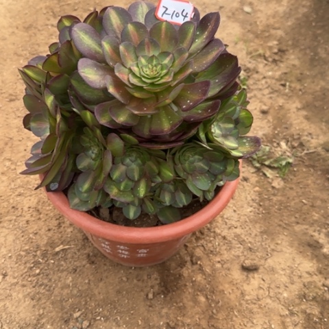 7-104倾城中班多肉植物