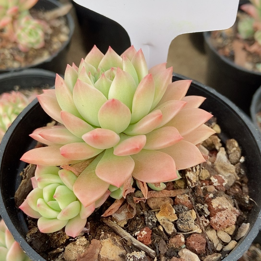 马库斯锦一物一拍H006