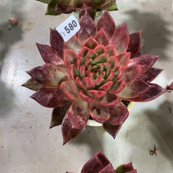 开***哦580阿姆斯壮多肉植物