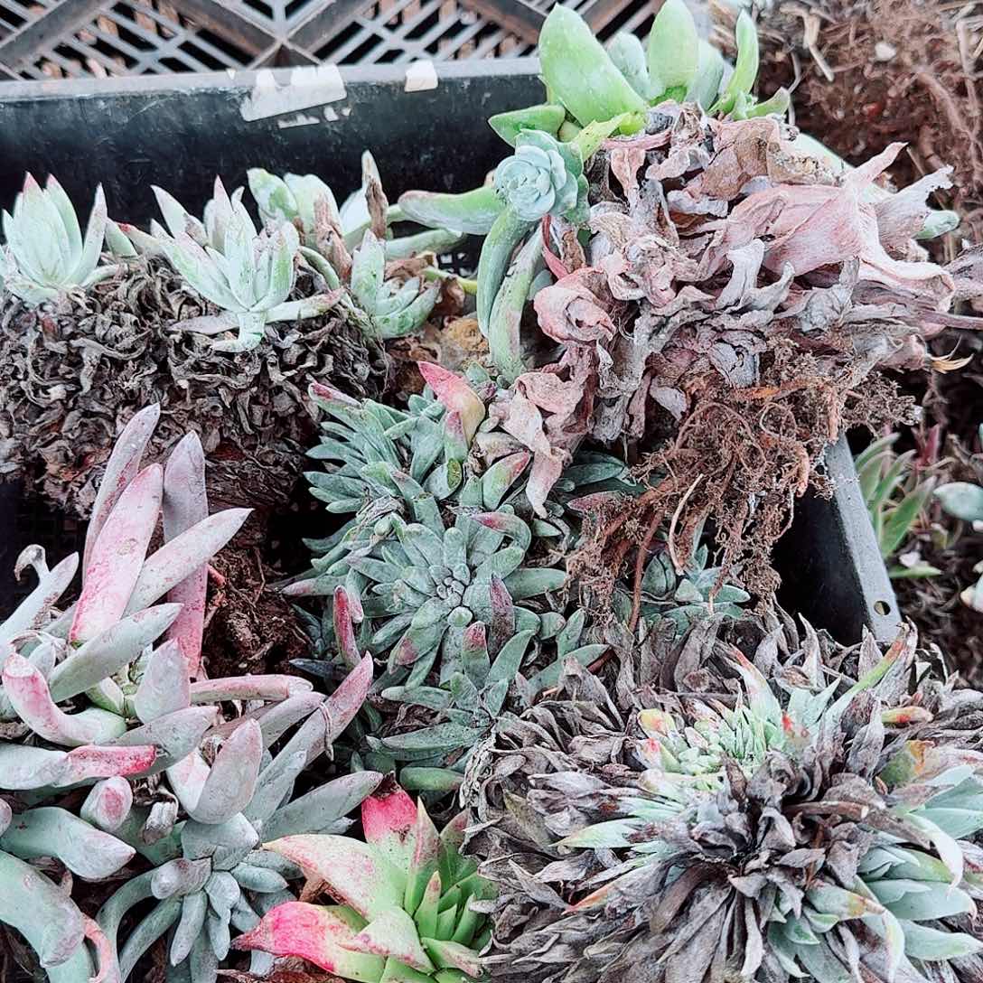 9680瑕疵框拍不售后