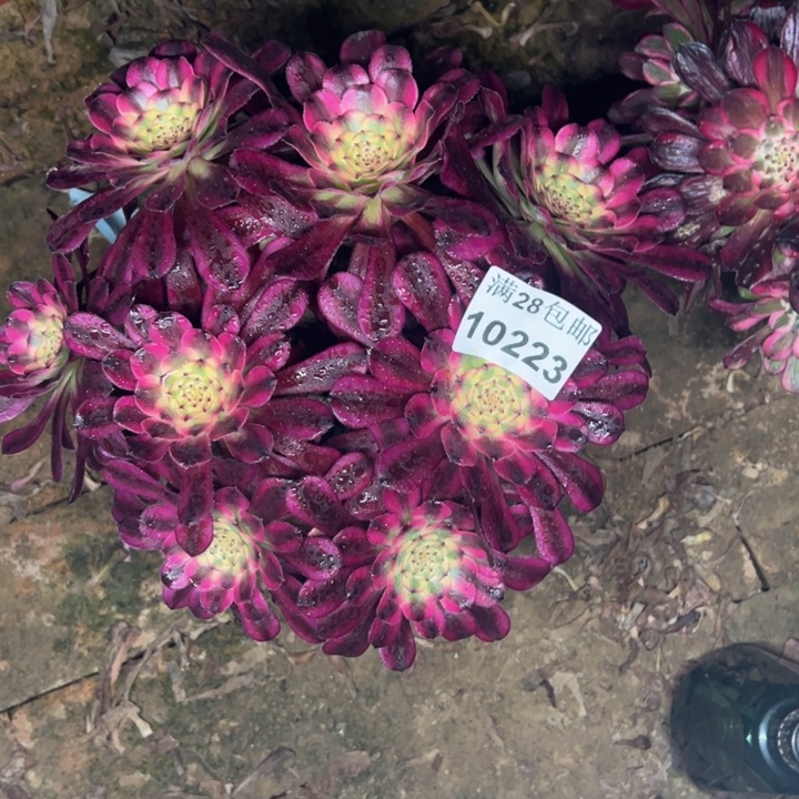 10223舞天姬多肉植物