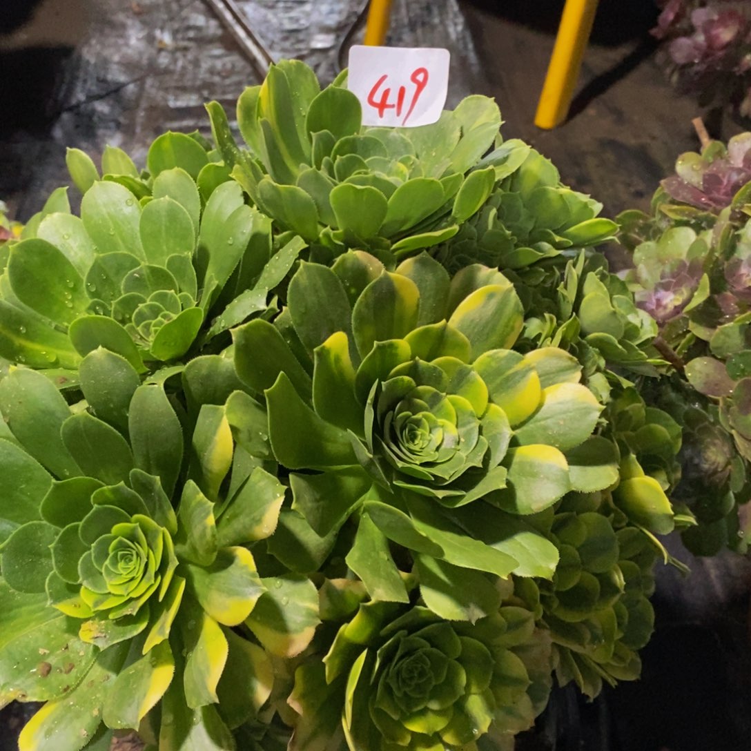 419法师多肉植物