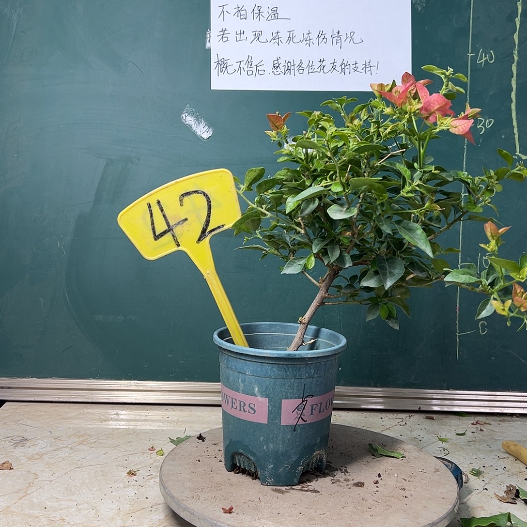 完全开放  福利 卡亚塔  42