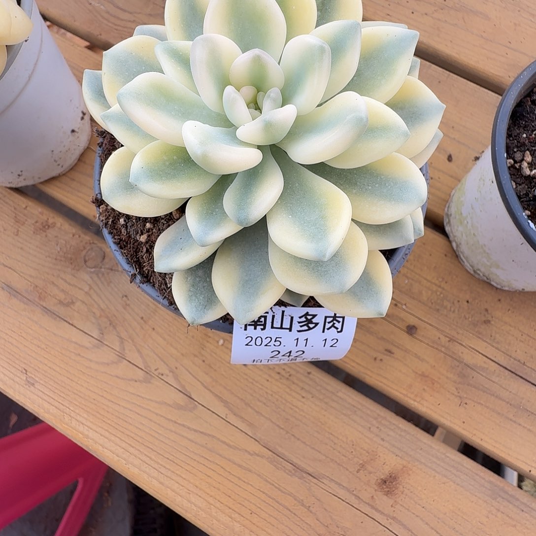 红粉佳人锦111112-242