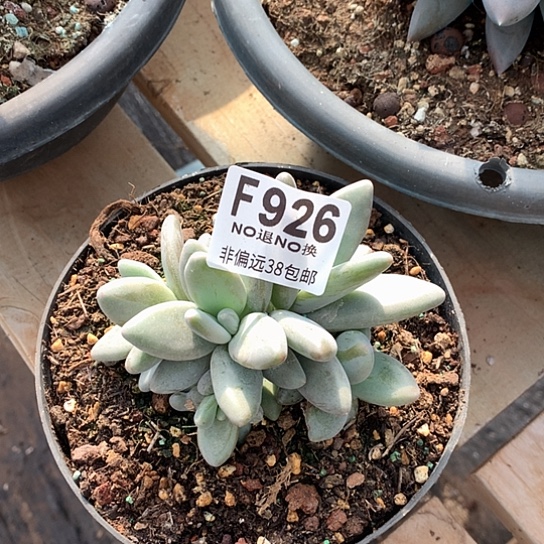 企鹅自然群926 亏本处理退款拉黑需延迟发货