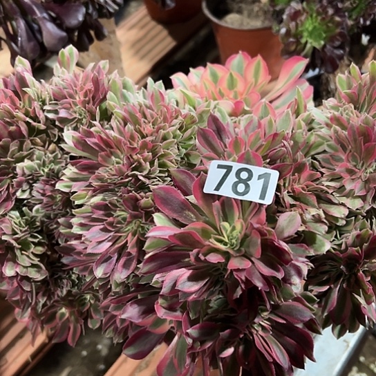 用***2多肉植物一个女郎781