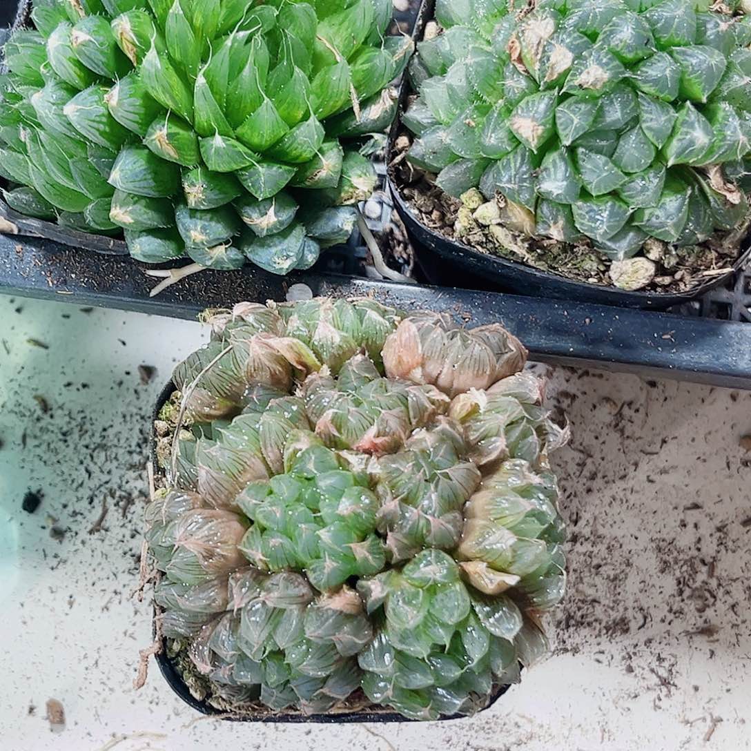 特价处理多肉系列6666