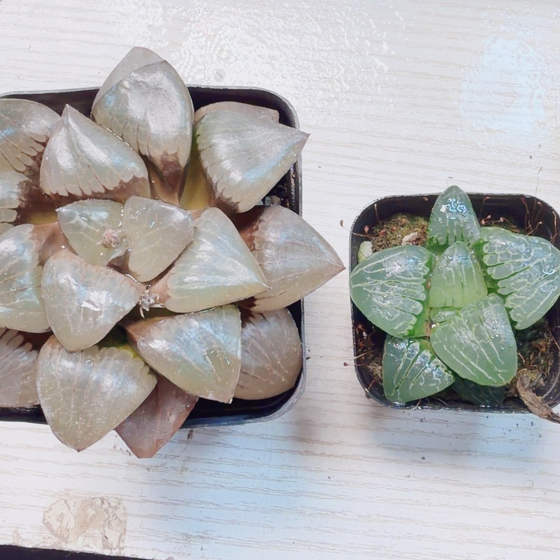 快***我无花朵十二卷福利2颗