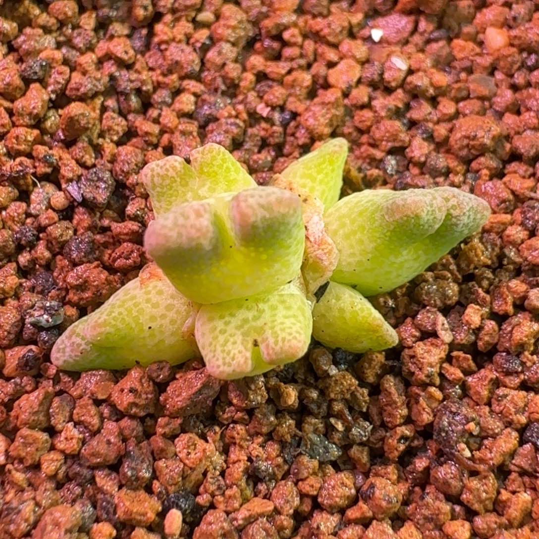 云缦精品番杏11.19