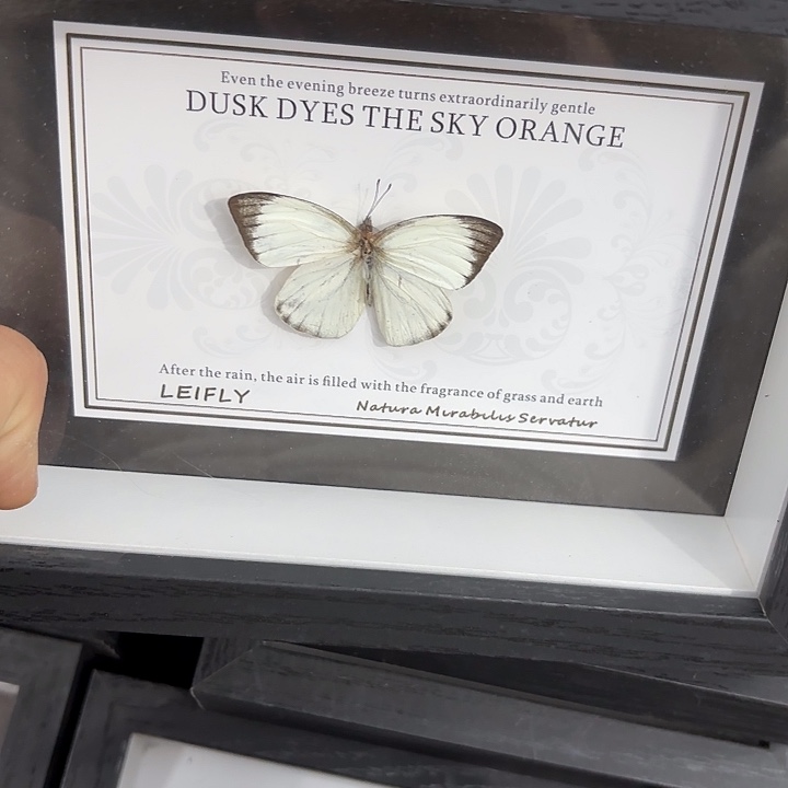 七寸新背景青园粉蝶