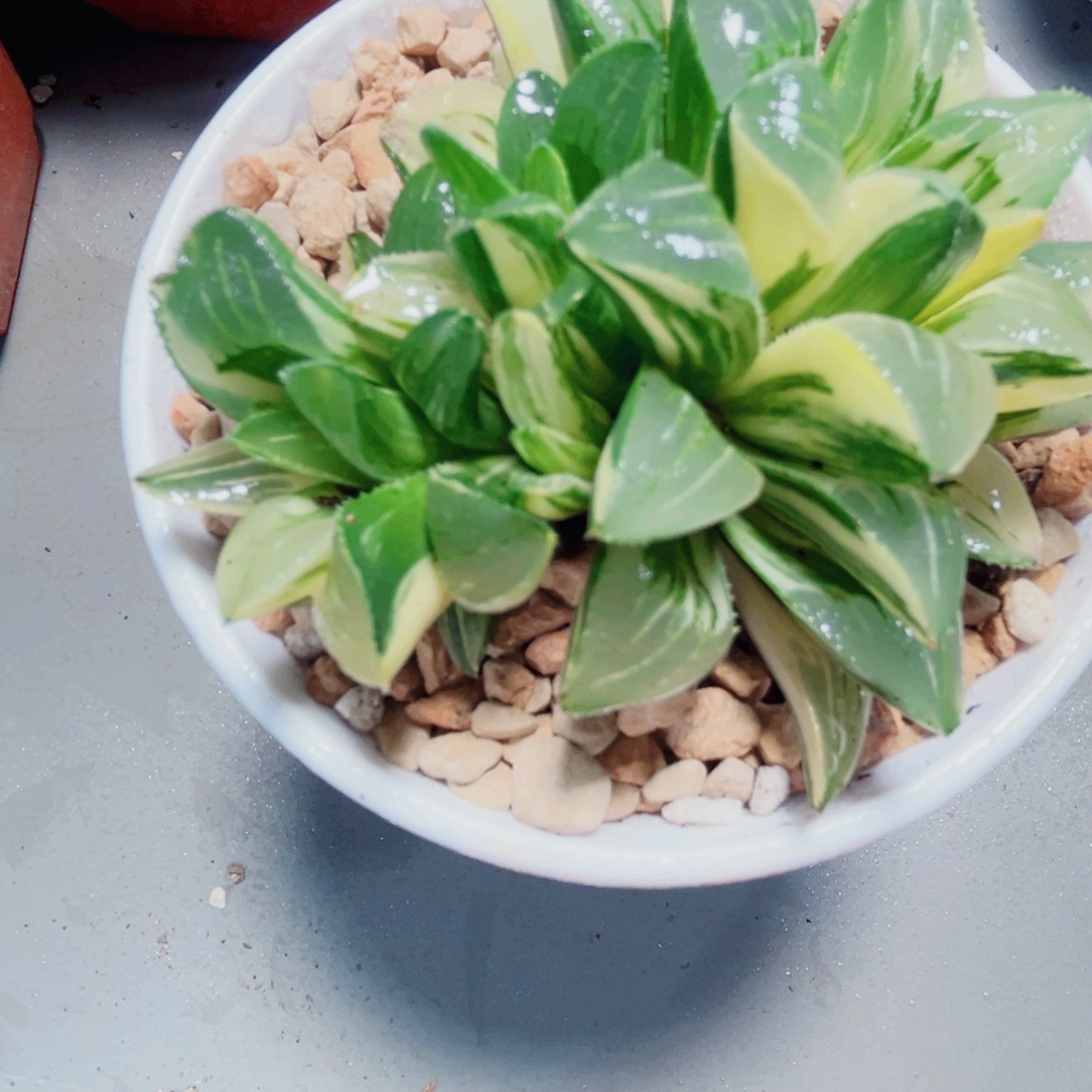 姬寿锦多肉植物666