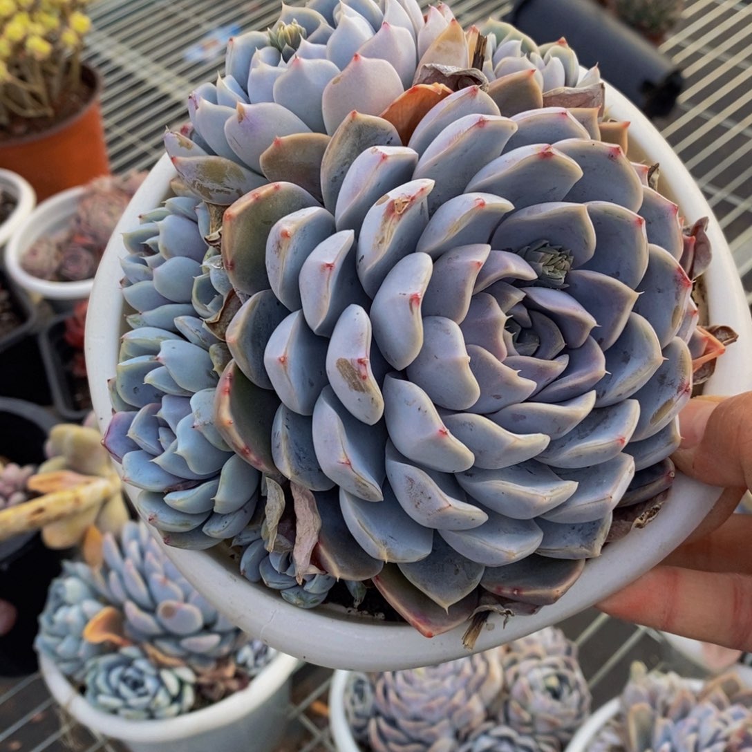 雪兔手捧群多肉植物