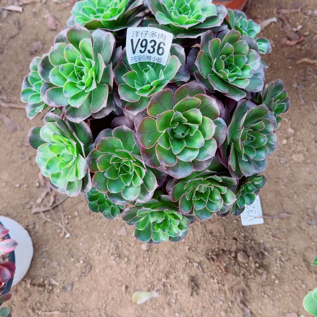 魅金玫瑰发师936冠幅25