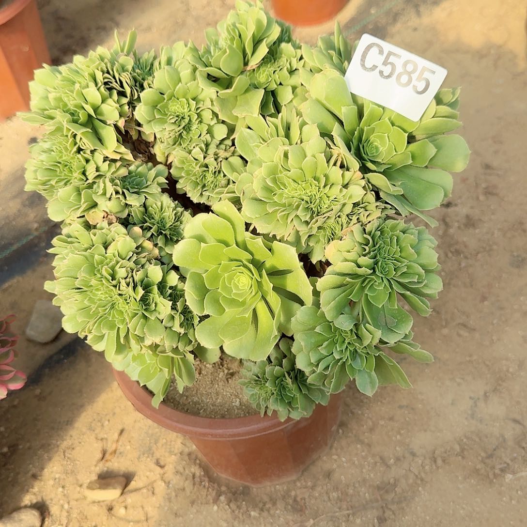 585绿缀一颗呀呀有伤