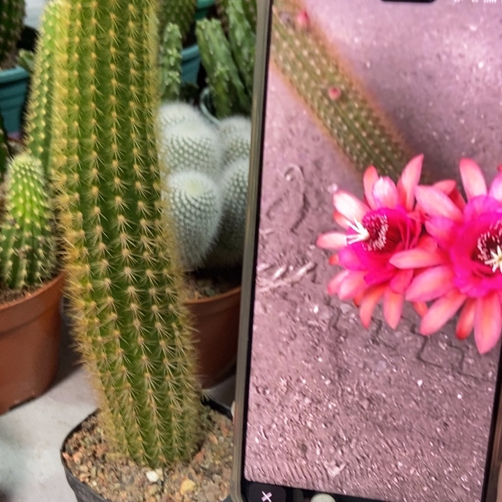 仙人球人鱼金妞自根一个