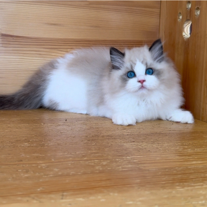 海豹双色布偶猫妹妹定金