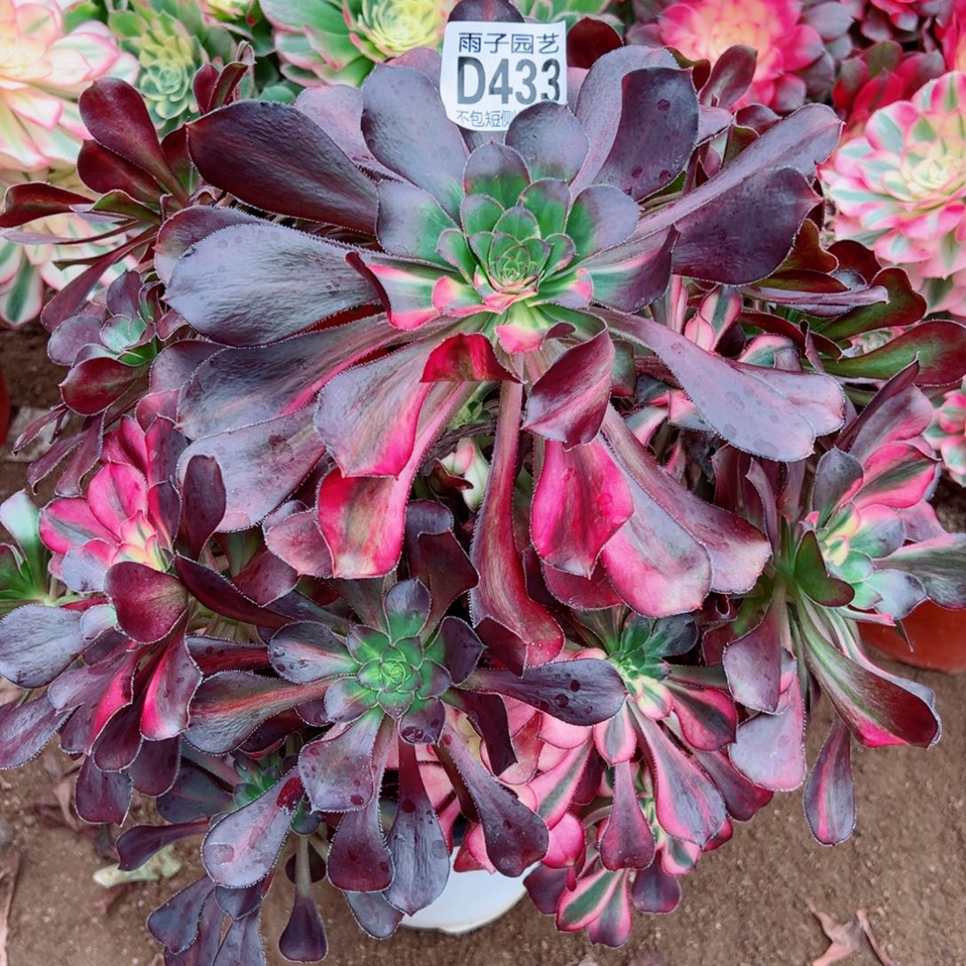 433花蝴蝶雨子多肉植物