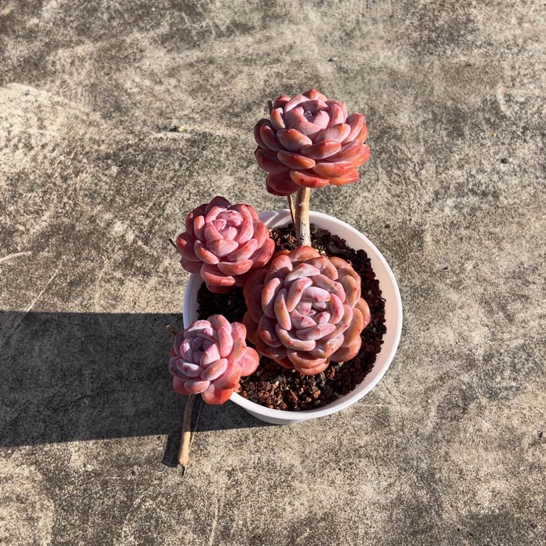 啾****星影精品多肉老桩