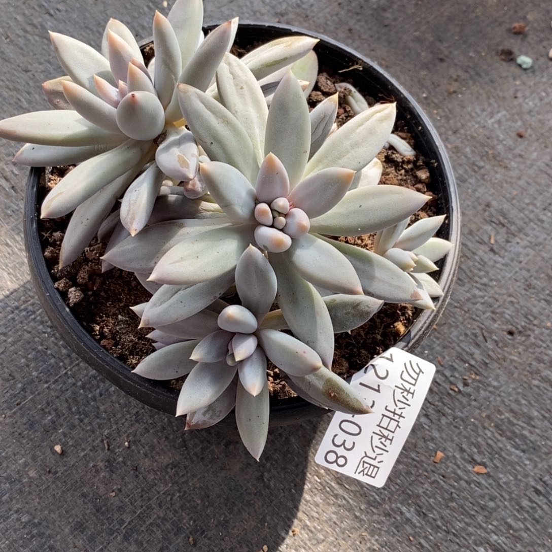 两单包邮1213-38哥特