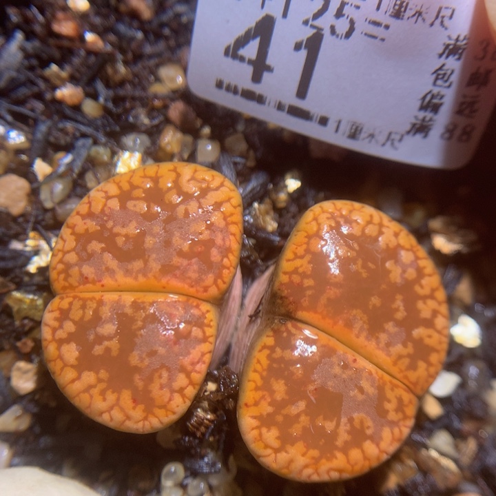 精品生石花125.41