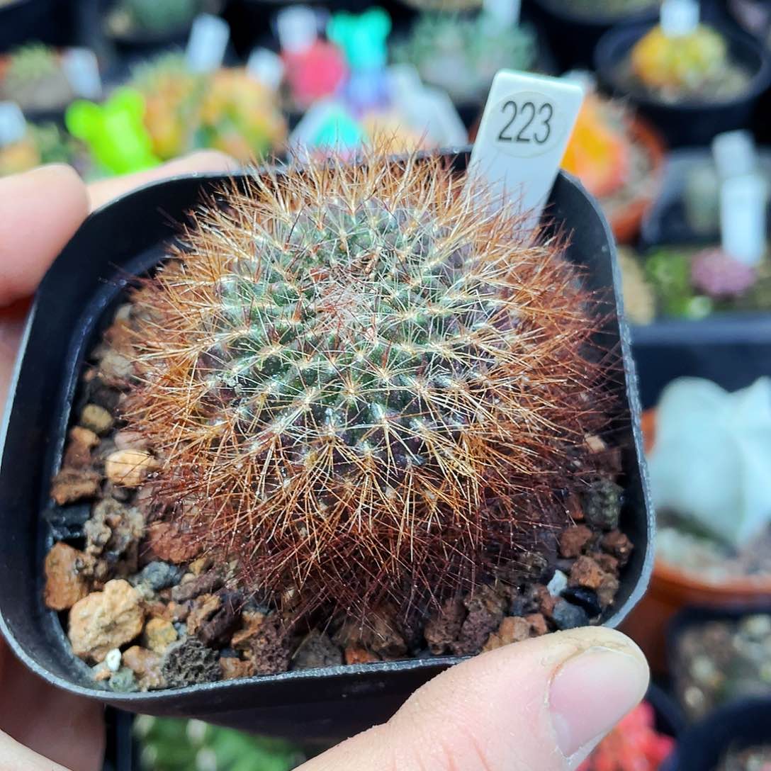 百丝巢非偏远地区满25包邮仙人球